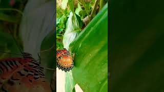 Mariposario de Benalmádena ❤️ [upl. by Peddada]