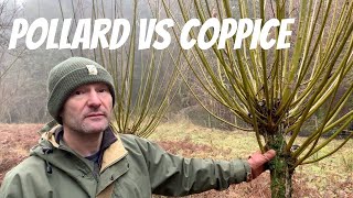 Pollarding vs Coppicing [upl. by Enyal]