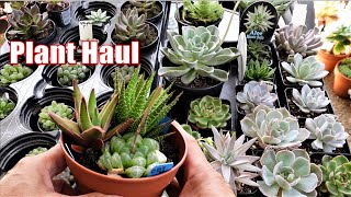 When To Repot New Potted SUCCULENT PLANT HAUL [upl. by Undry]