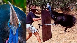 Insane Cassowary Attack cassowary [upl. by Arrad]