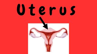 Uterus [upl. by Dnalyaw282]