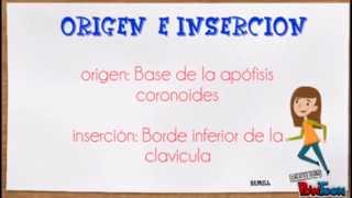 Evaluación de los ligamentos coracoclaviculares coronoide y trapezoide [upl. by Aleik]