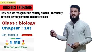 How can we recognize the Primary bronchi secondary bronchi Tertiary bronchi and bronchioles [upl. by Teerprah595]