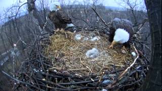 All 4 eagles home for feeding time 655 am March 27 2015 [upl. by Crenshaw]