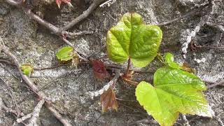 La vigne vierge le bourgeon pour les articulations  The Virginia creeper the bud for joint [upl. by Lerret]