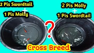 Swordtail Fish vs Molly Fish Cross Breed  Cross Breeding [upl. by Farron]