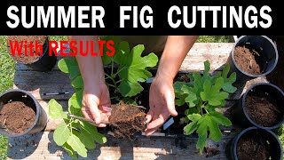 Summer Fig Cutting With Results [upl. by Nathanial431]