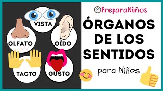 ÓRGANOS DE LOS SENTIDOS PARA NIÑOS ⏰ PreparaNiñoscom Cómo Funcionan los 5 Sentidos en el Ser Humano [upl. by Tryck350]