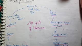 Ancylostoma Duodenale Life Cycle Microbiology [upl. by Nnyltak]