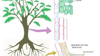 Transport de la sève dans le xylème [upl. by Marabel]