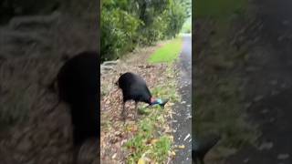 The deadliest bird in the world  Australian Cassowary [upl. by Bunting]