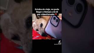 Demasiado triste animalandia dog respetoanimal shortsfeed amoranimal perros viral [upl. by Nhguaval22]