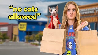 I Took My Cat Shopping With Me [upl. by Anaj]