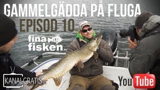 Fina Fisken TV  EPISODE 10  Old and Big Pike on the Fly English Subtitles [upl. by Lardner]