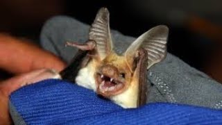 Bat Sounds Echolation Called Clicks Recorded With Special Detector  Sounds Noises Clicks [upl. by Anauqaj467]