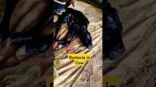 Dystocia in cow Difficulty in birth cow dairyfarm [upl. by Havelock]