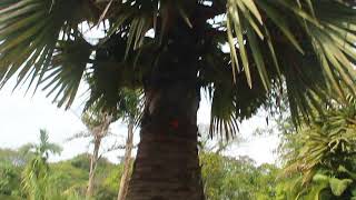 Doub palm palmyra palm tala palm toddy palm wine palm Borassus flabellifer [upl. by Weiner]