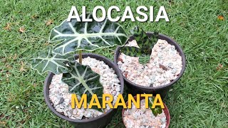 Planta Alocasia e Maranta [upl. by Hersh644]