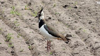 Northern Lapwing  Kiebitz  Vanellus vanellus  calling [upl. by Hanleigh700]