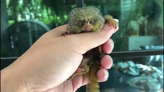 Adorable Finger Pygmy Marmoset Monkey  Common Marmoset Monkey [upl. by Ieso]