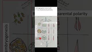 What is somatic embryogenesis Somatic embryogenesis in Animals zoology biologydegree biology [upl. by Ester]