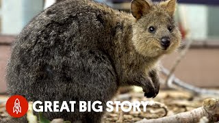 How Quokka Selfies Helped Protect This Adorable Animal [upl. by Erickson]