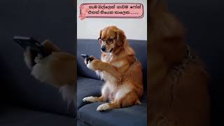 trendingcatfunnyanimalstrendfunnycutesrilankashortsshorttiktoktrendingshortslankancats [upl. by Nosnehpets]