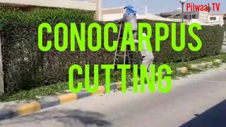 Conocarpus Tree Cutting Design As A Fencing Wall Sehnsa KotliAJK  Plai GalaPly GhalaRawalakot [upl. by Eerrehs]