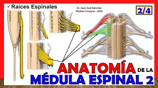 🥇 MÉDULA ESPINAL 24  Raíces Espinales Anatomía ¡Explicación fácil [upl. by Submuloc]