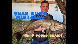 How I Caught this Swan River Mulloway  Jewfish on the Bream Rod [upl. by Alien]