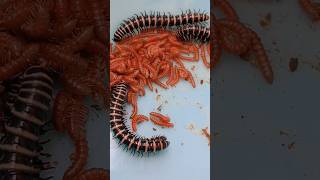 millipedes family animals shortsvideo [upl. by Einnor13]