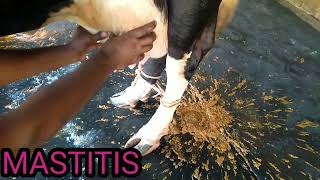 Mastitis treatmentMastitis in dairyThanela rog ka upchar [upl. by Hardej]