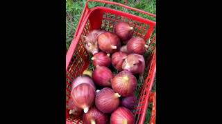 Freshly picked rural life is full of fun The benefits of eating figs for your health Figs are [upl. by Alejoa]