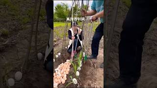 Why Are Chinese People Pressing Eggs Into Corn [upl. by Nwahsd]