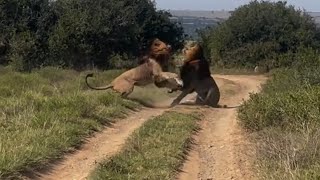 Dark Mane Male Lions Fight for Dominance  Gamka amp Kambro  Kareiga South Africa [upl. by Henarat373]