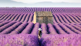 Lavender Fields of the Provence France 4K Stock [upl. by Auhoj]