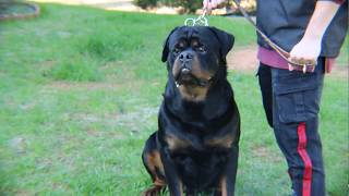 DKV Rottweilers Video Collection  Conan Von Der Korperkraft [upl. by Haianeb]