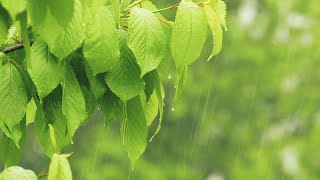 Regen im Wald Regengeräusche mit Donner zum Einschlafen 7 Stunden [upl. by Azirb366]