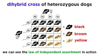 Beyond Mendelian Genetics Complex Patterns of Inheritance [upl. by Kohl]