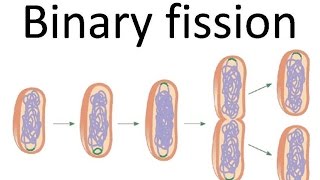 Binary fission of bacteria [upl. by Anelliw]