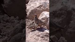 chukars кеклик birds keklik mountains кыргызстан горы nature природа [upl. by Yor918]