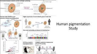 Melanosome maturation Human pigmentation study Code 288 [upl. by Behm]