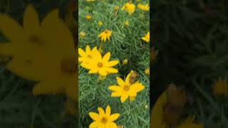 coreopsis flowers flower floweringplant naturelovers naturalbeauty nature love [upl. by Eileme]