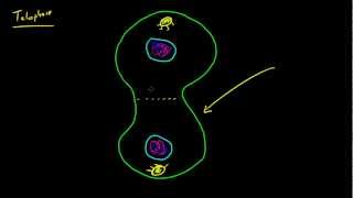 Biology Lecture  50  Mitosis Metaphase Anaphase and Telophase [upl. by Igiul740]