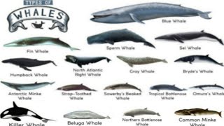 Learn Types of Whales in Ocean  Whales family  whale sounds  Whale Names [upl. by Assedo]