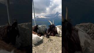 The Majestic Matterhorn and Mountain Goats of Zermatt Switzerland [upl. by Mainis]