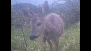 Aizelekuko fauna 20212024 Trail cam  Apeman H55 [upl. by Nada735]