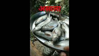 गड्डी गाडका असाला Asala माछाSchizothorax shorts fishing [upl. by Byers]