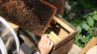 Swarm Trap SuccessFREE BEES [upl. by Ertha]