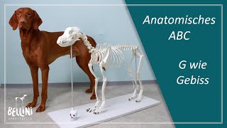 Anatomisches ABC G wie Gebiss [upl. by Netsrek]